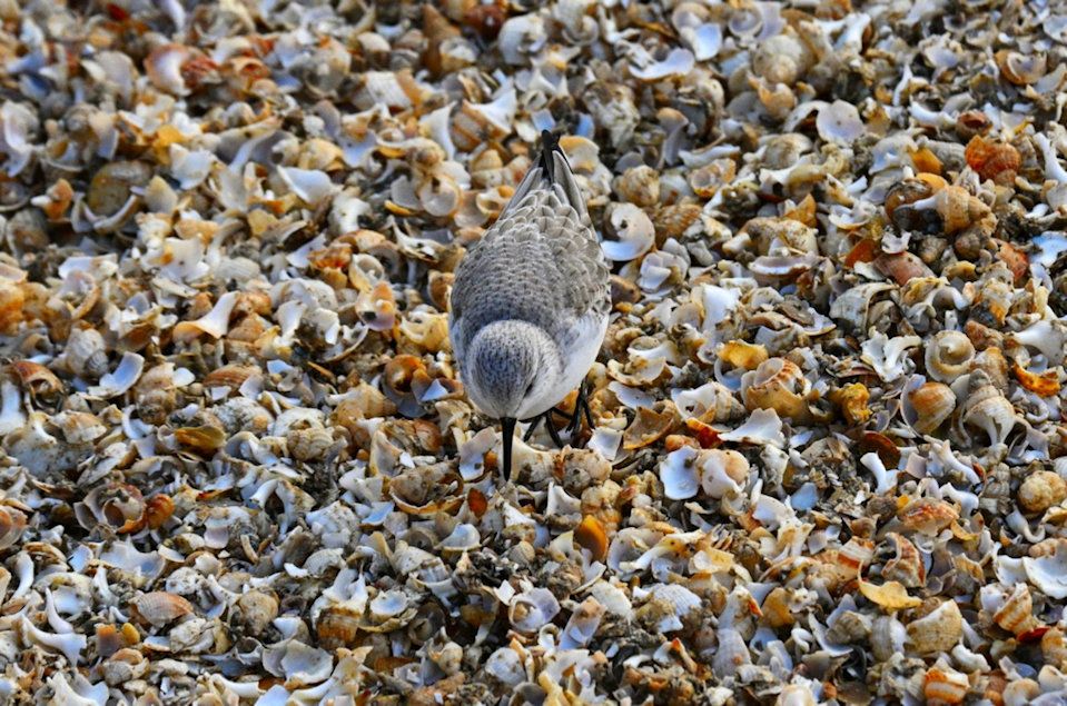 a grey bird with a small thin brown beak on shells 