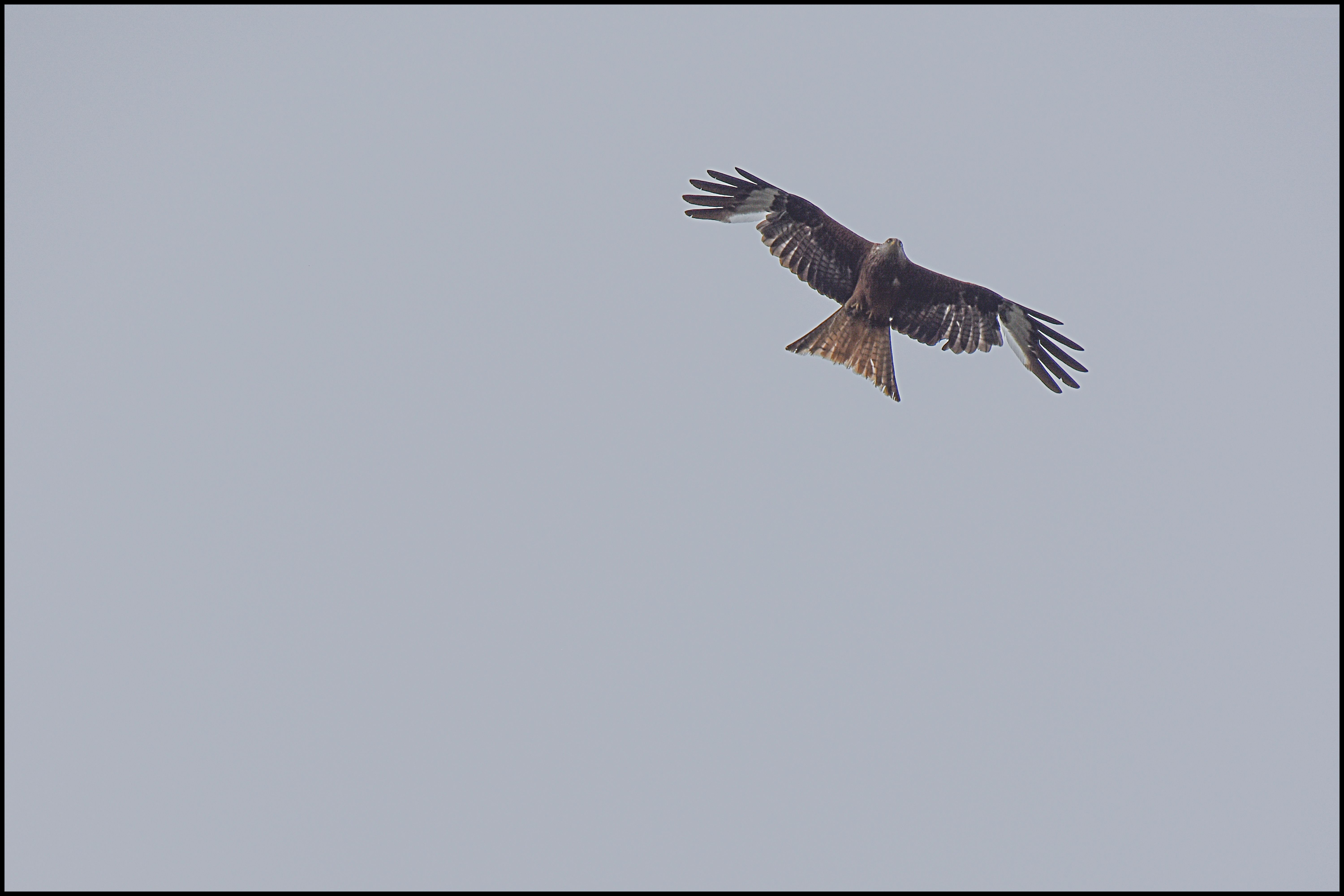 a large bird flying with its wingspan open across a cloudy sky