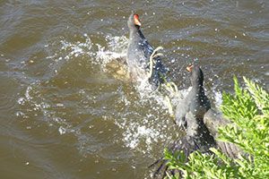 BirdWatch - Wonderful photos from members