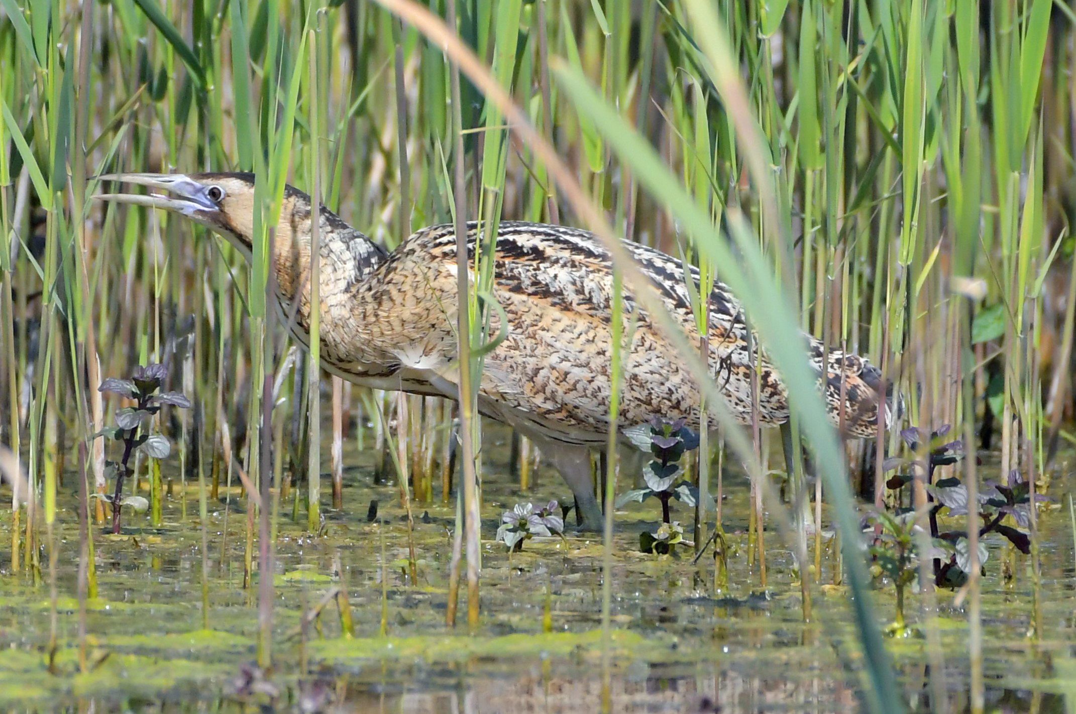 a big brown bird in reeds in water