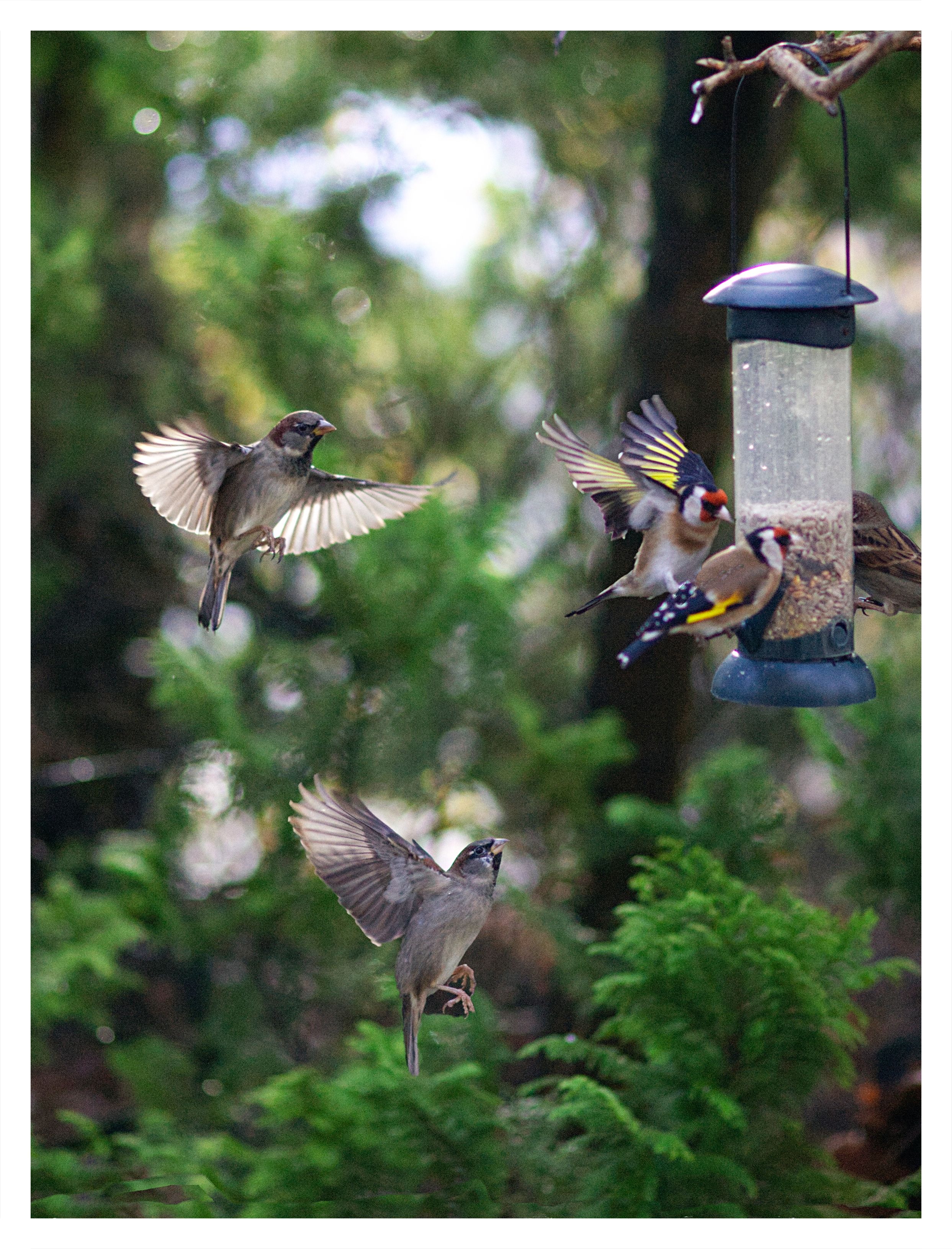 a light photo with four birds flying towards a bird feeder with their wings open. 
