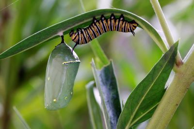 a caterpillar orange and black striped, on a leaf upside down