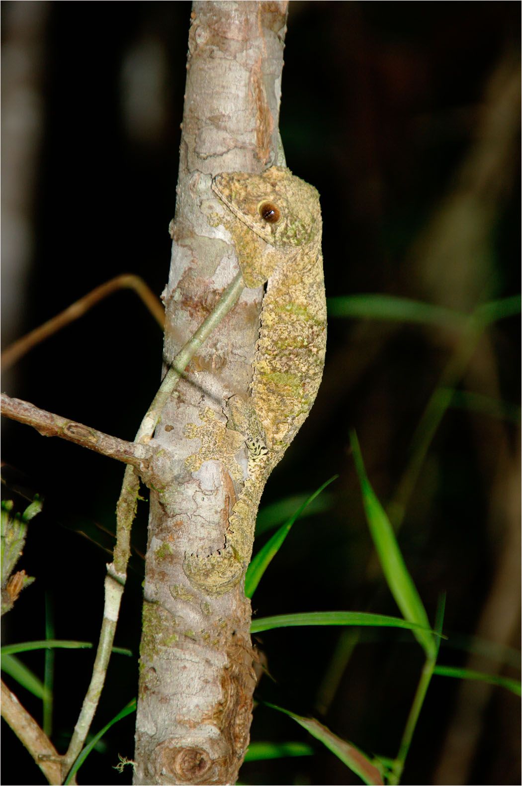 a small lizard looking creature hugging a tree branch, camouflaging to the branch