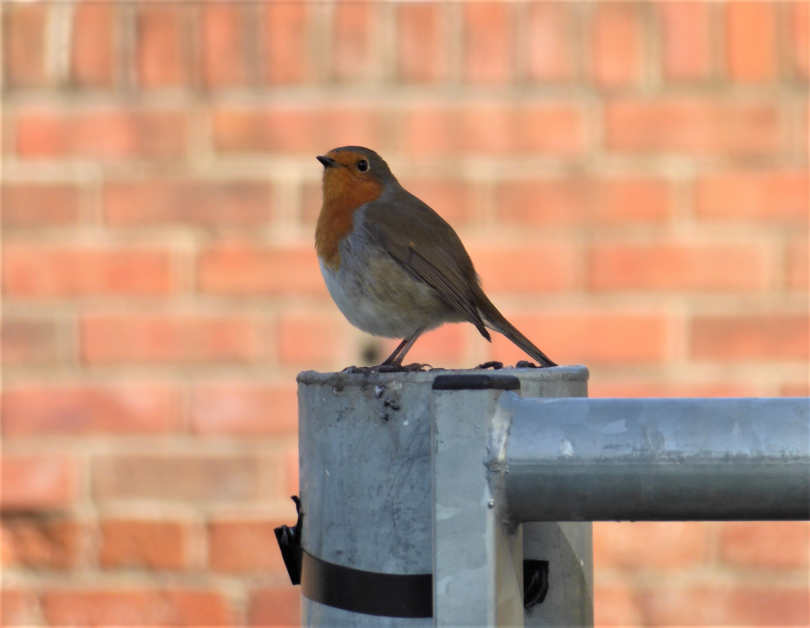 A small bird on a post. red breast and brown tail, tiny beak. looking upwards.