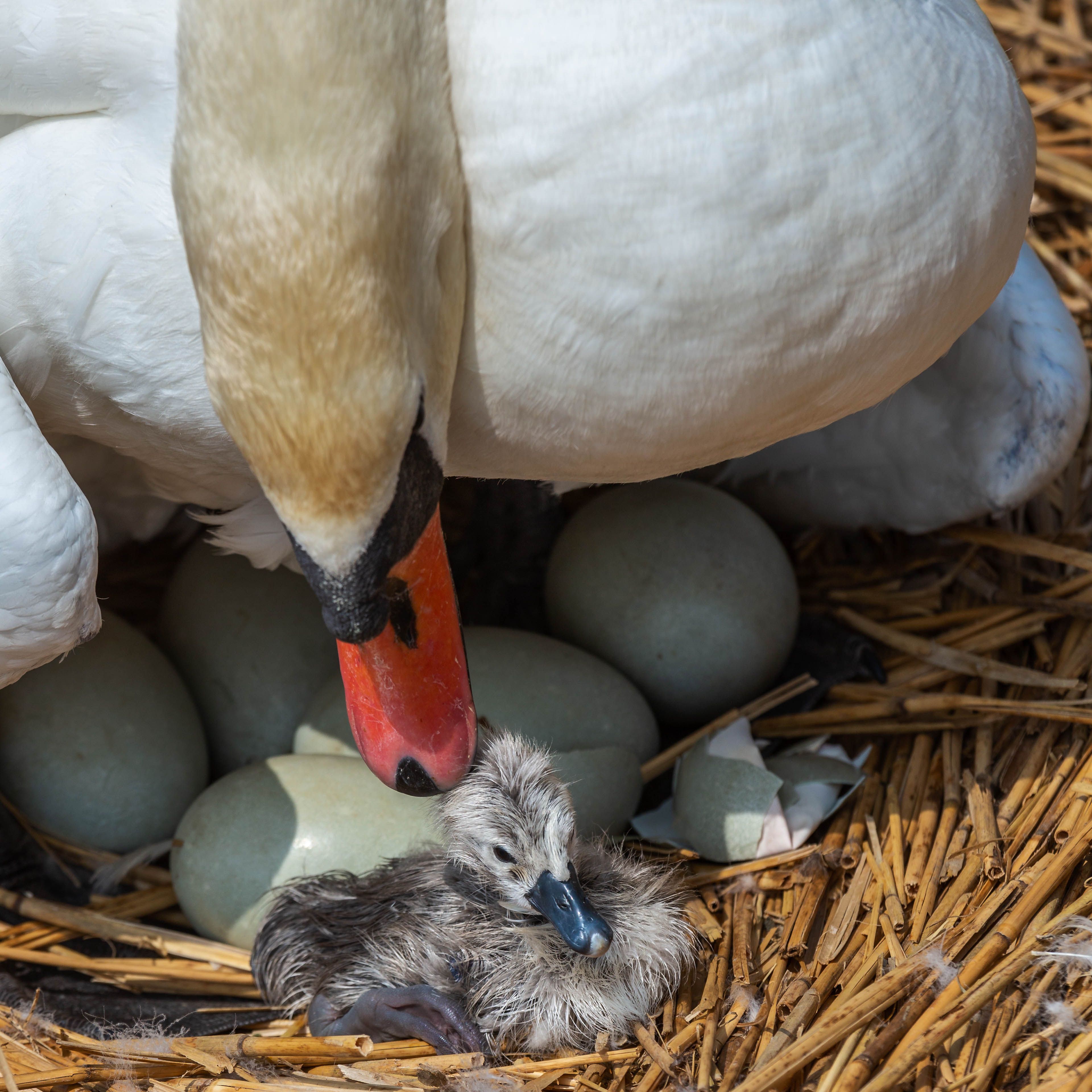 new baby grey bird next to eggs