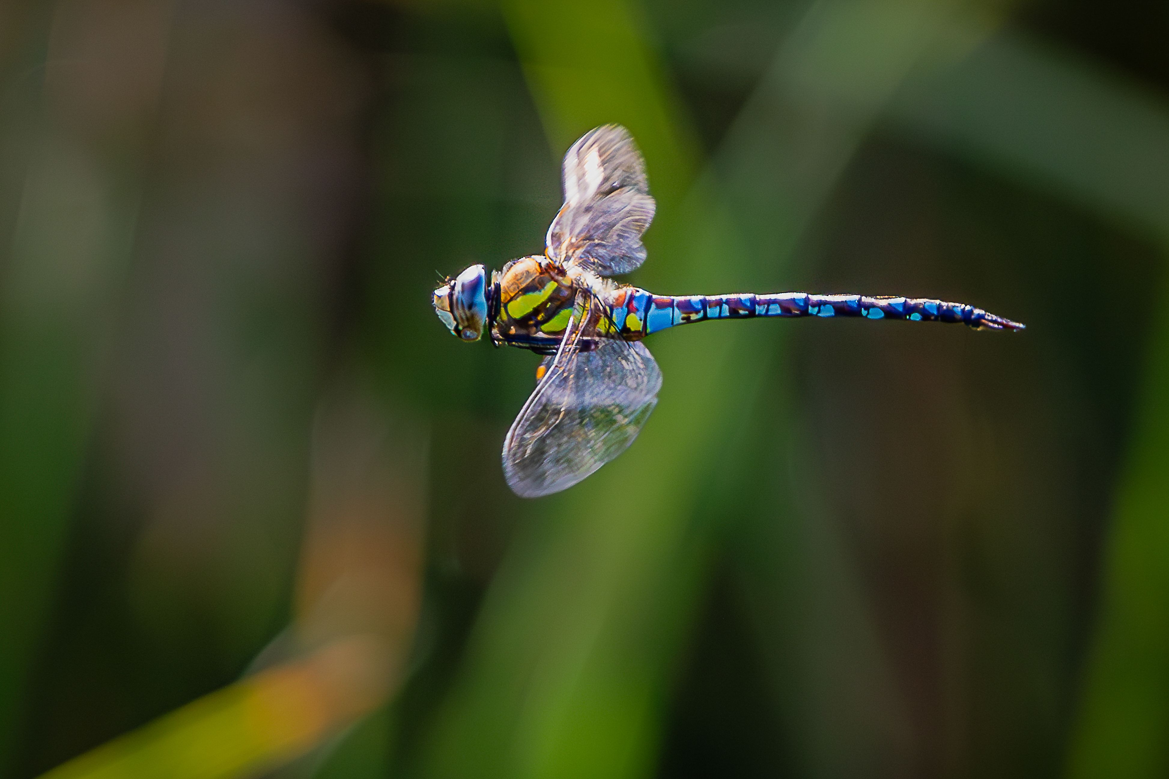 a small blue dragonfly flying across the photo towards the left