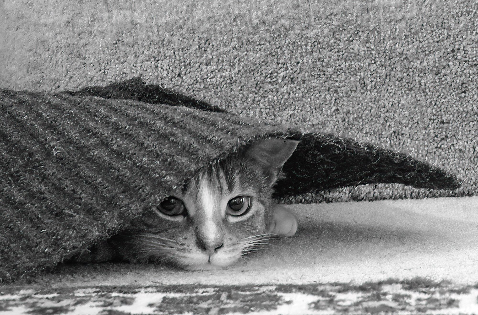 black and white photo of a cat under a mat