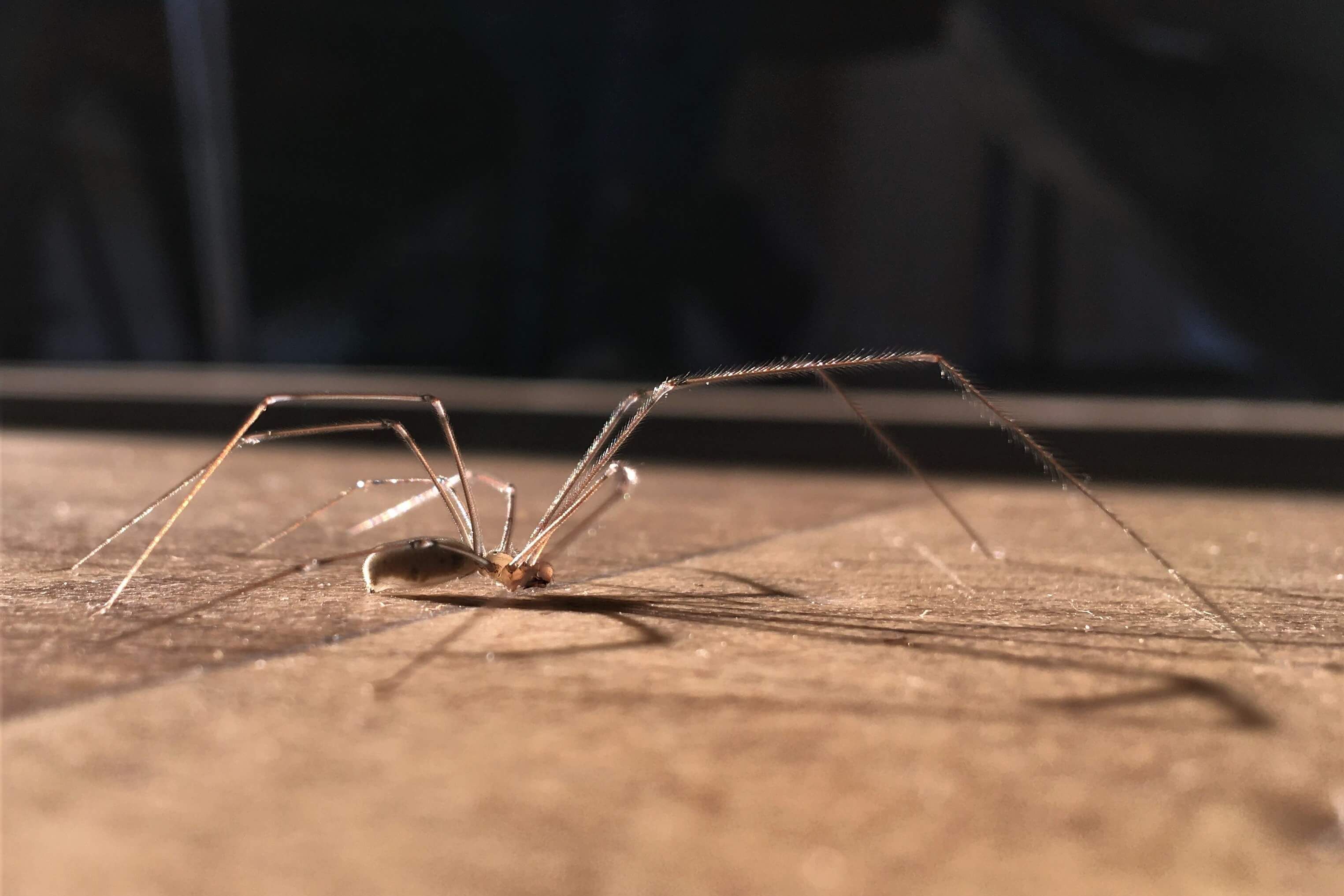 a thin legged spider 
