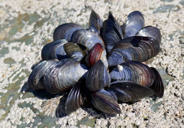 a cluster of blue and black shells, oval shape. on a grey rock. 