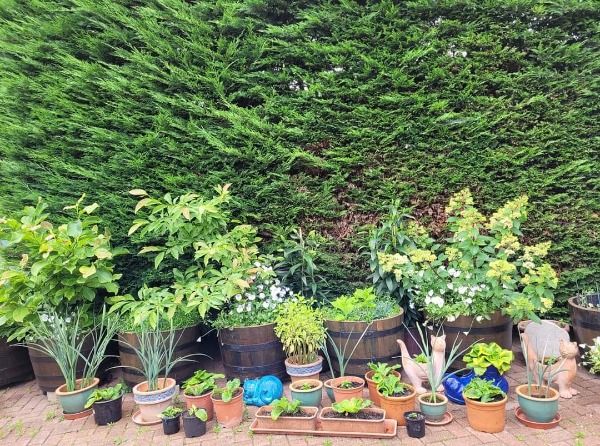 display of plants in various pots