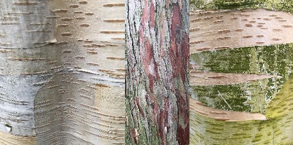3 images of tree bark placed next to each other - left is a silver bark, middle a dark red broken bark, right a green bark