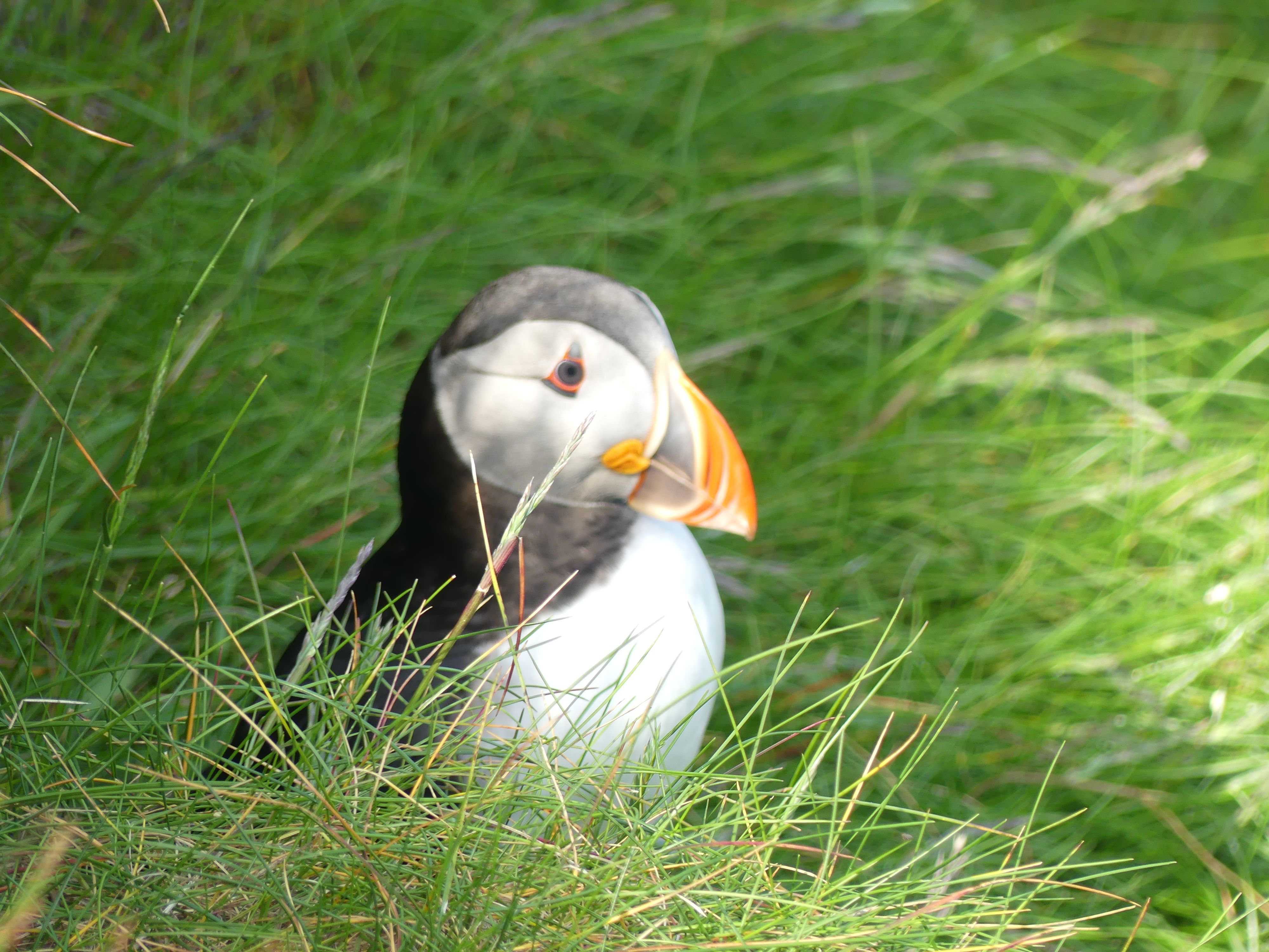 a small puffin in the grass, with orange beak facing down. 