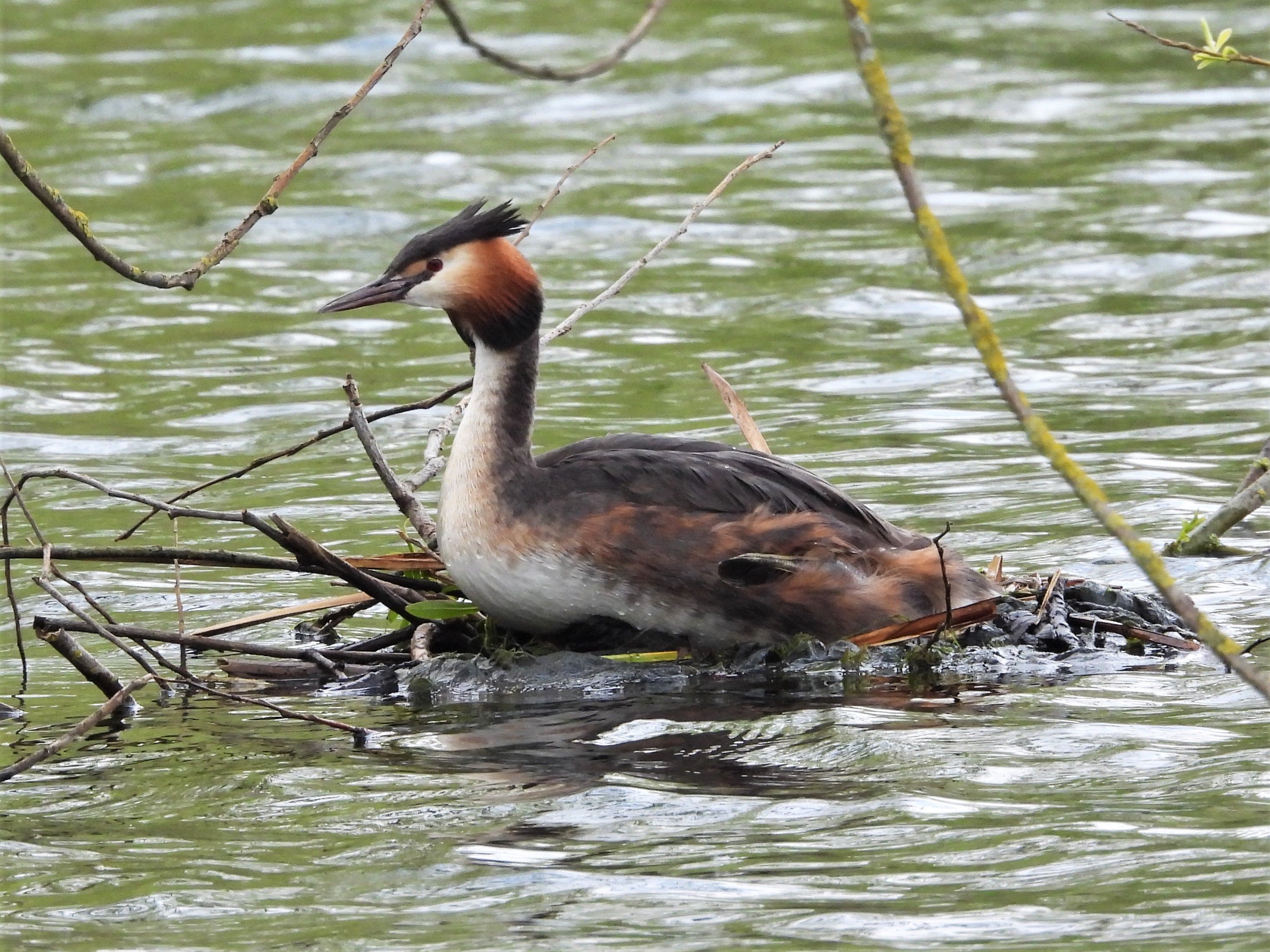 a brown/ orange bird sitting on a pile of sticks on green ish water. it has a black plume of feathers coming out of its head