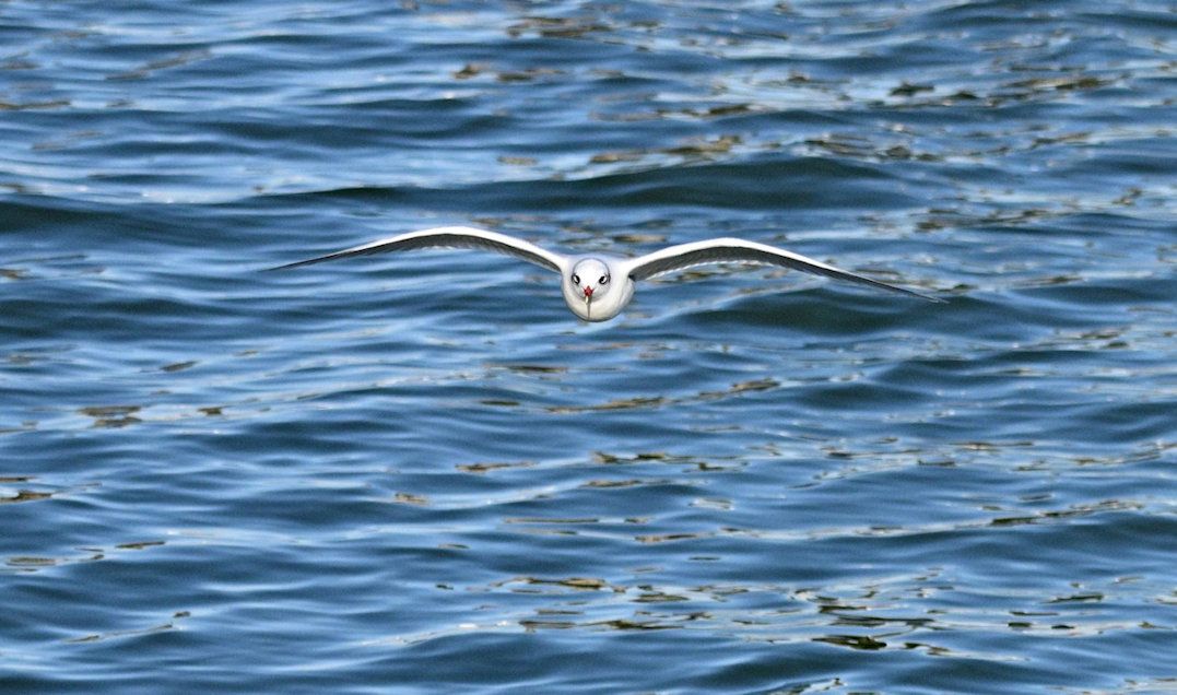 a white gull flying forward across clear water