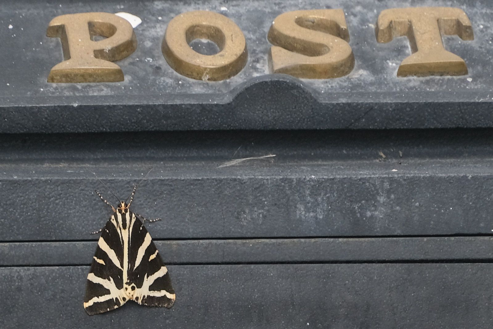 a small black and white striped insect with wings open 