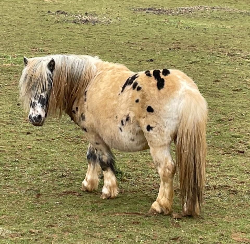 a yellow/ white pony with black spots on grass. Its head is facing the camera, its body facing forward