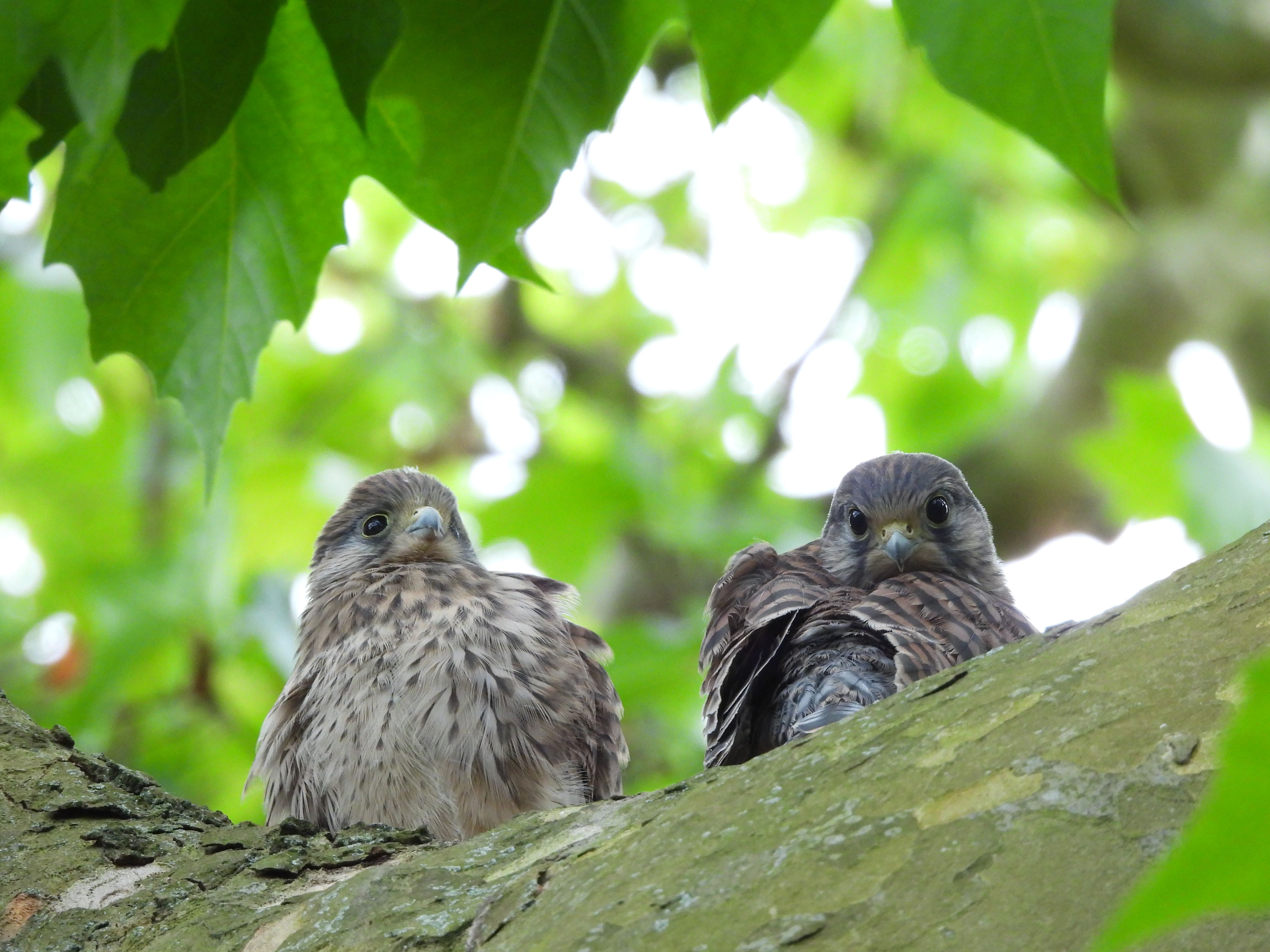 two grew/ brown birds sitting on a thick tree trunk with leaves behind them