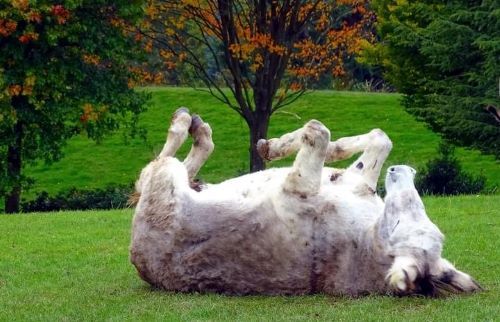 a donkey in a green field lying on its back with four legs in the air 
