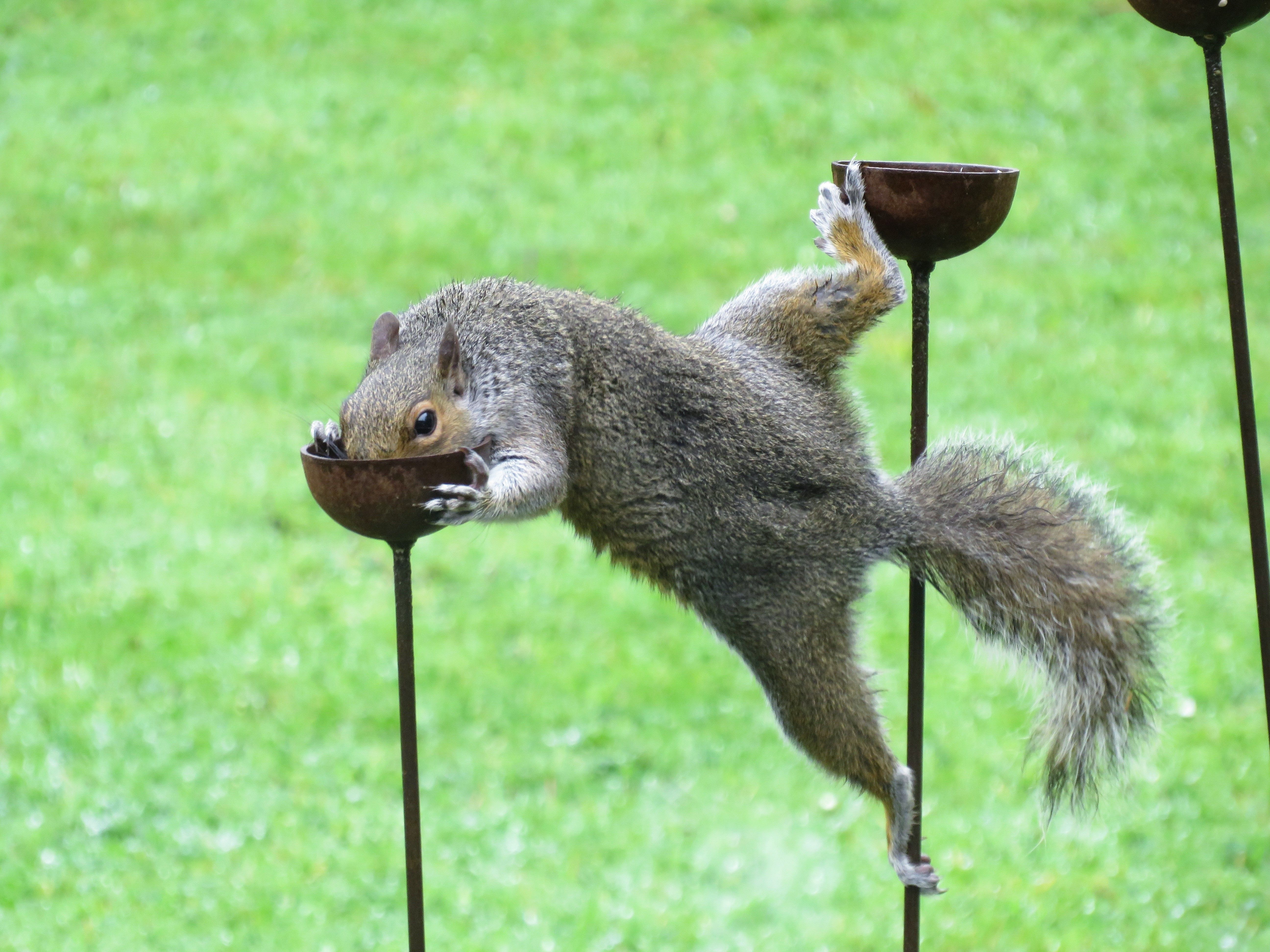 a grey squirrel with its legs on one black spike in a garden, and its head/ arms on another black spike. 