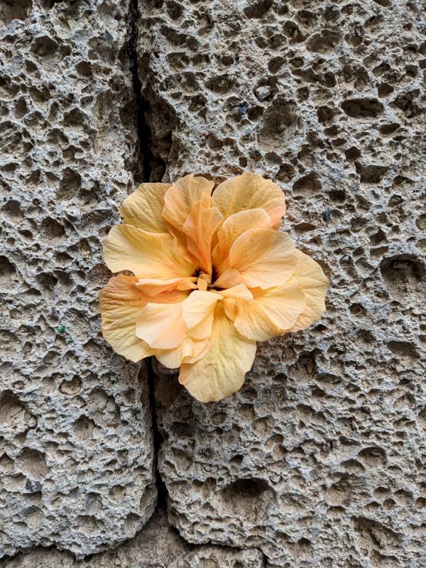 an orange flower with delicate petals nestled into a rock 
