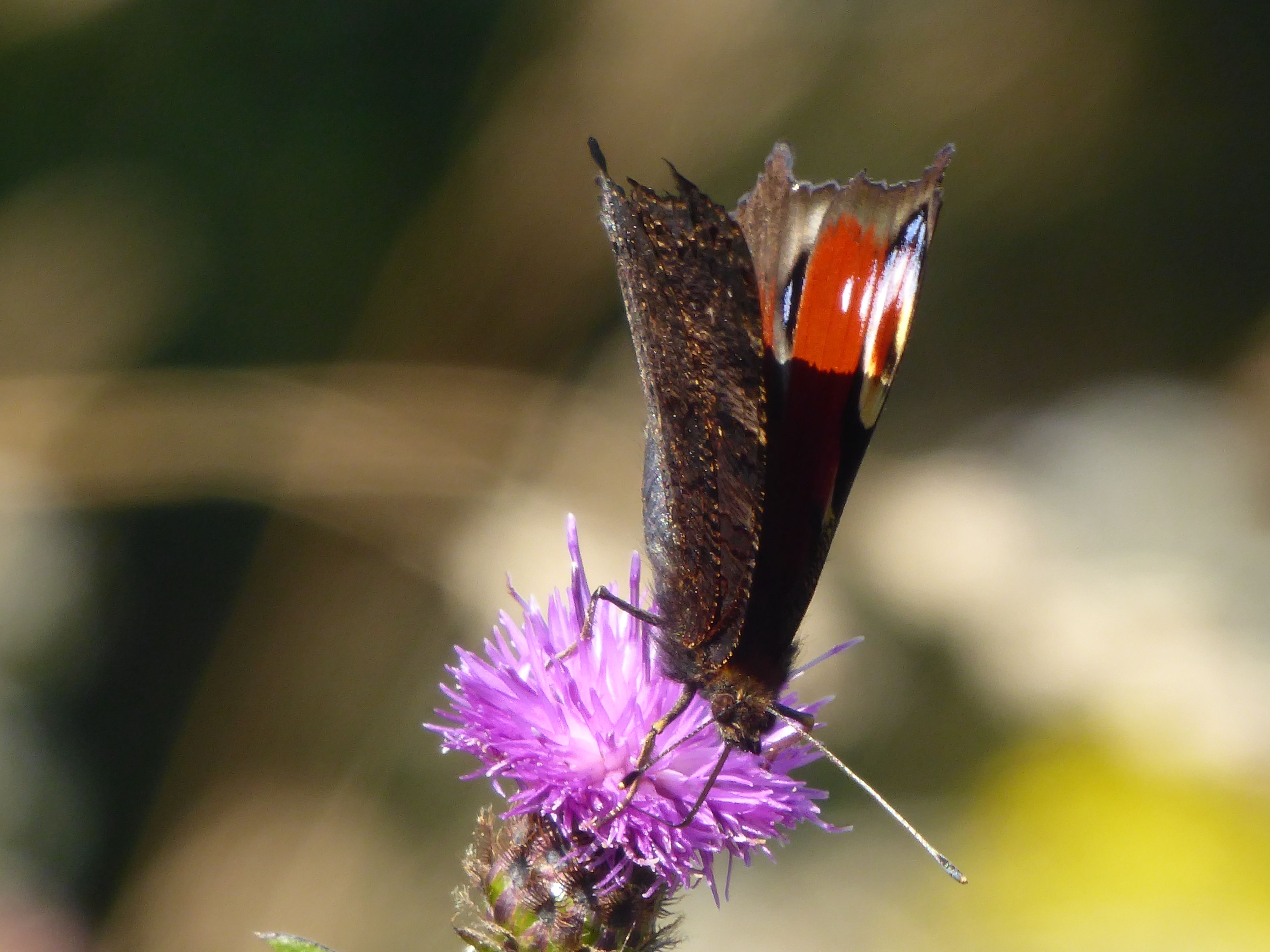 a butterfly on a purple flower with its wings closed and close together. 