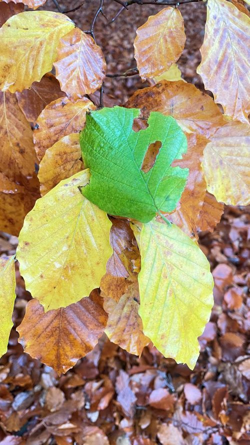 green, yellow and orange/ brown leaves in a pile