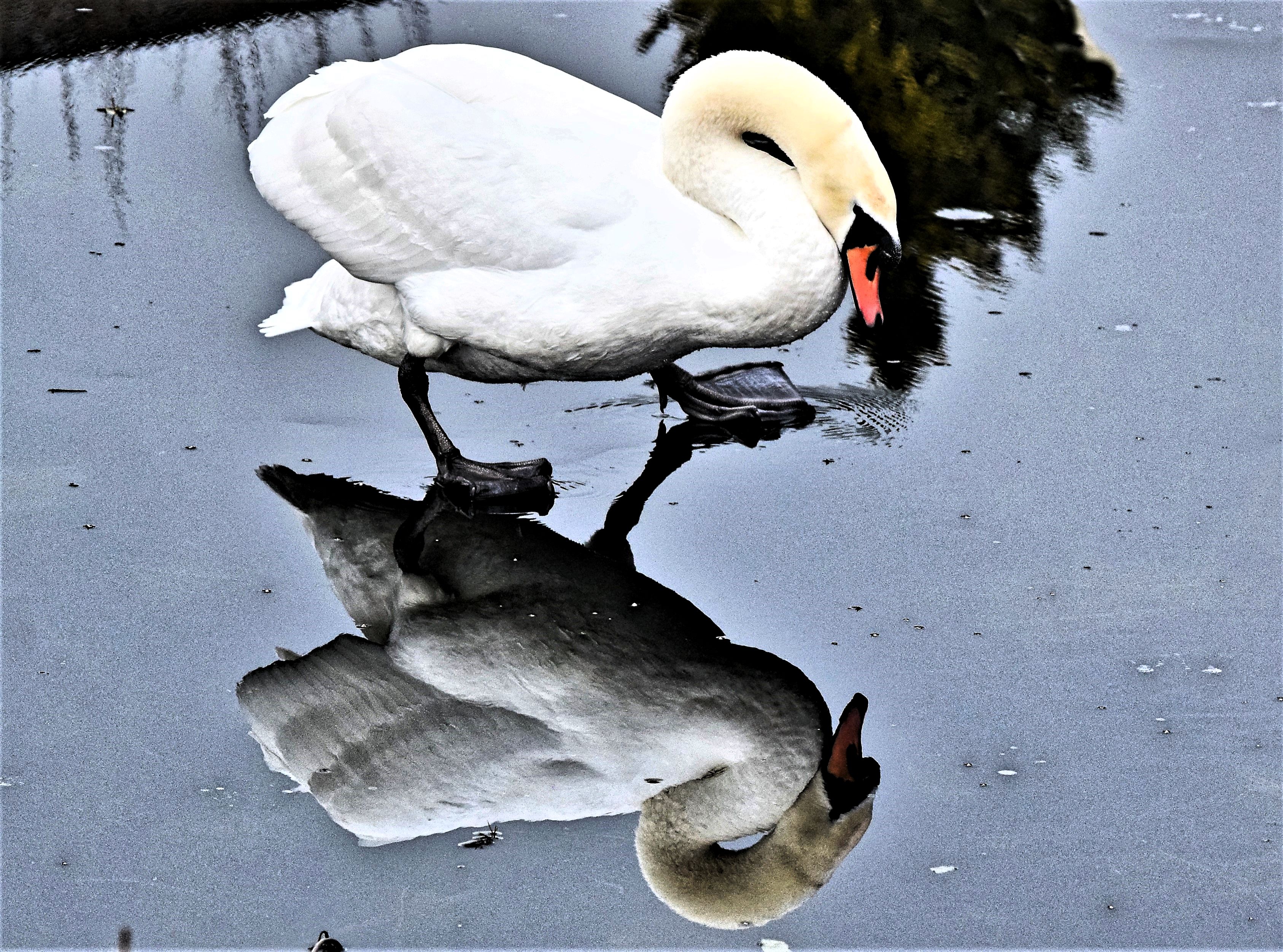 a white swan with orange and black beak looking at its reflection in ice