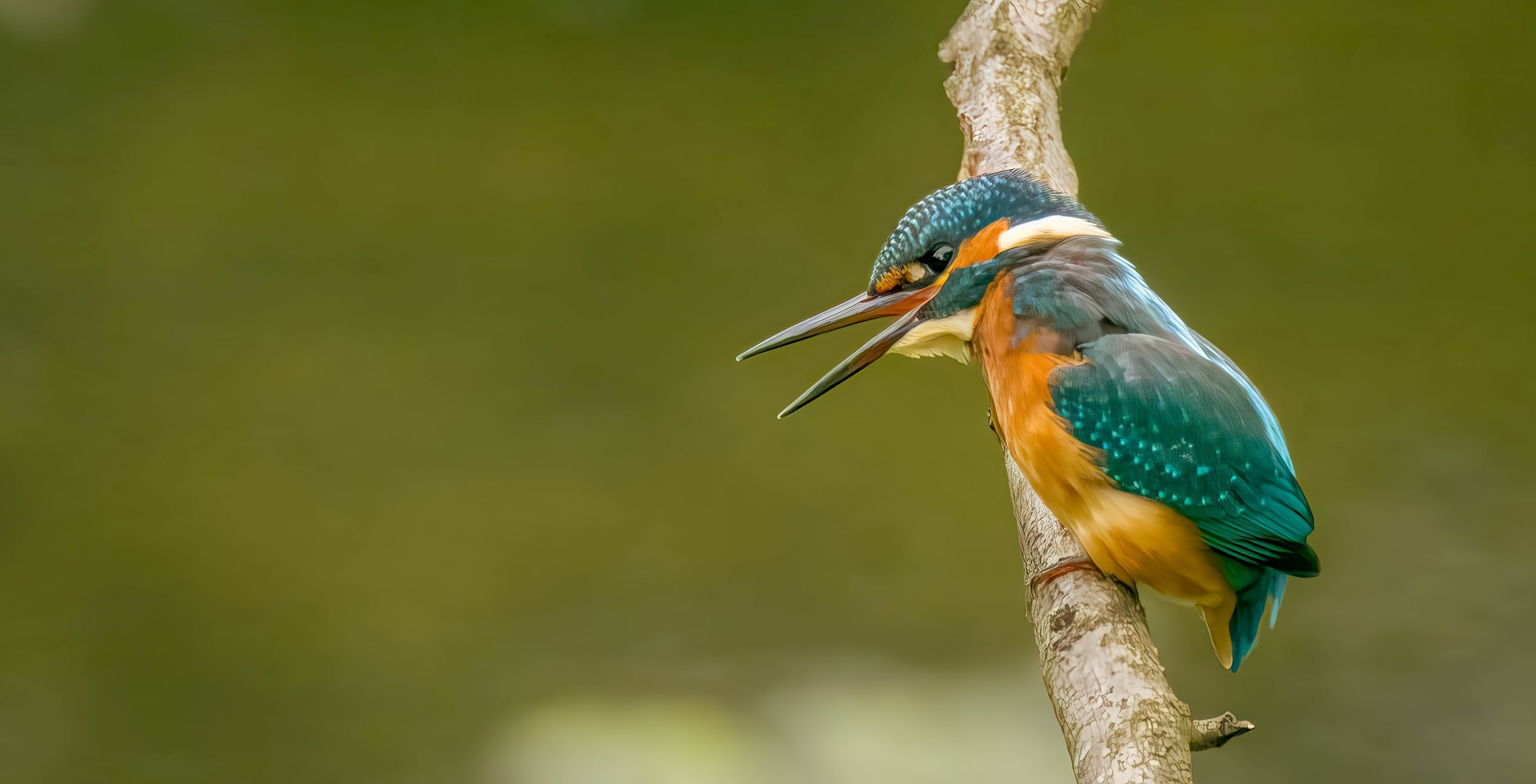 a small turqouise bird with a yellow breast and long beak, which is open. The bird looks to the left and is on a branch.