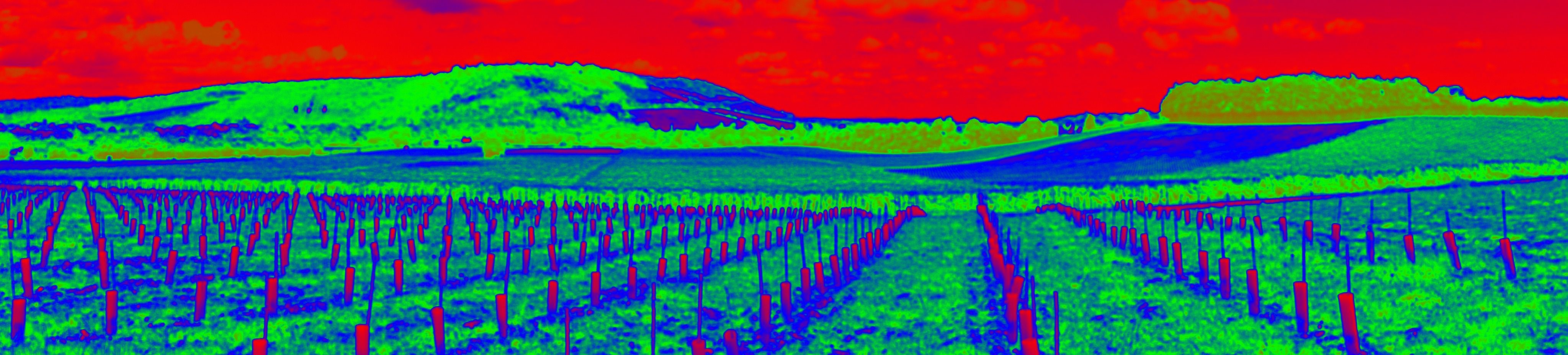 an edited picture of a vineyard and fields and mountains. Sky is red and fields are blue/ green 