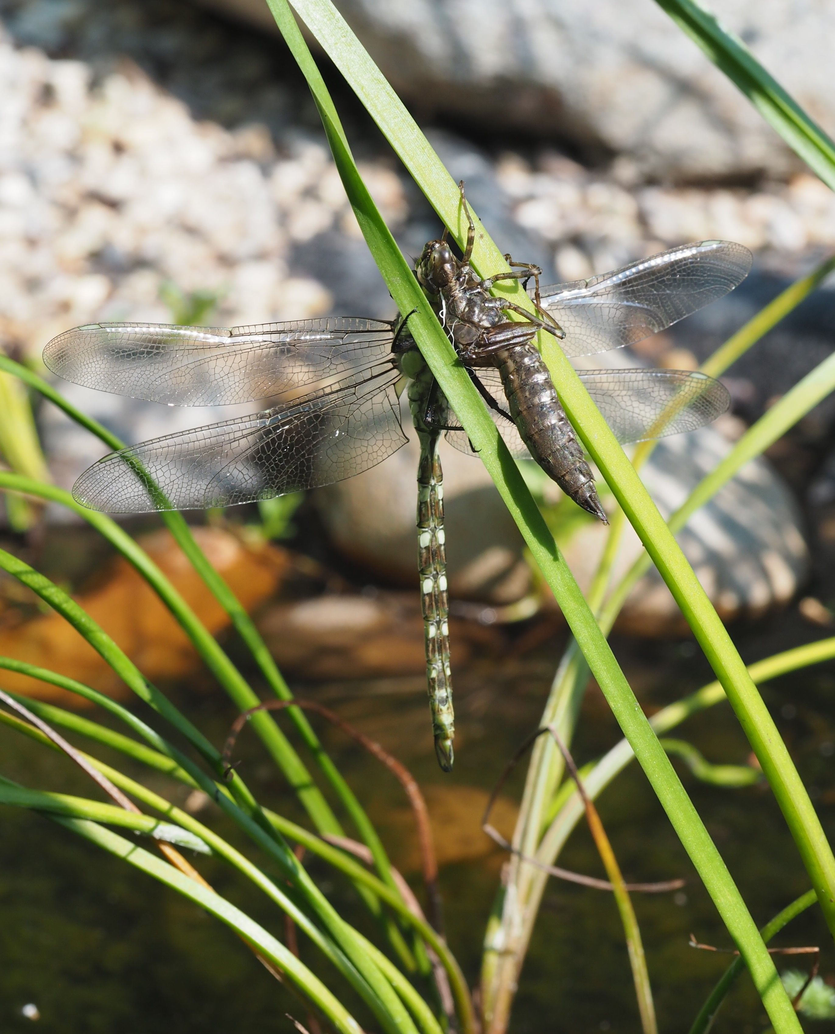 brown dragonfly on green stem of plant