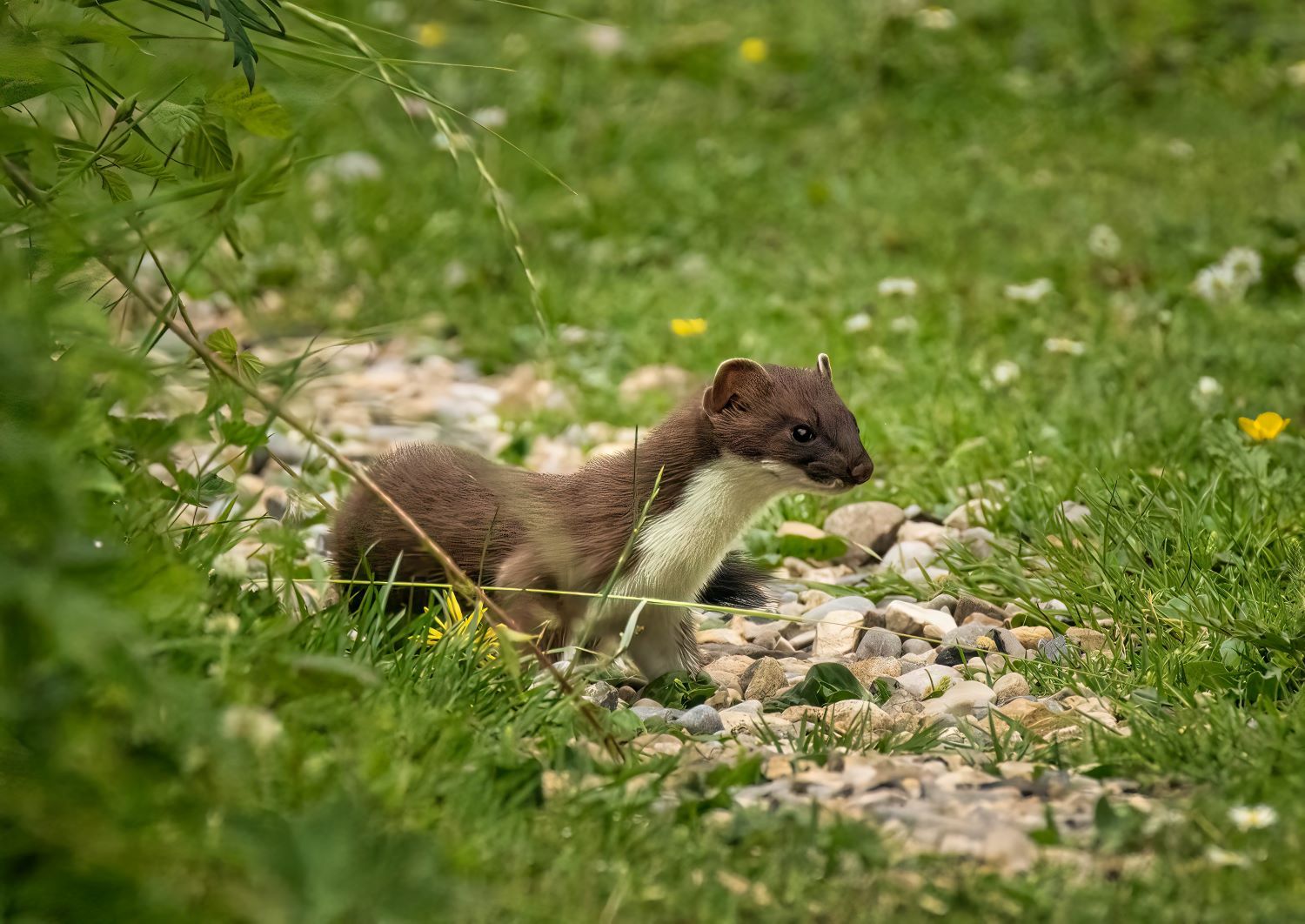 a small brown animal walking along the grass with small ears and a tiny nose 