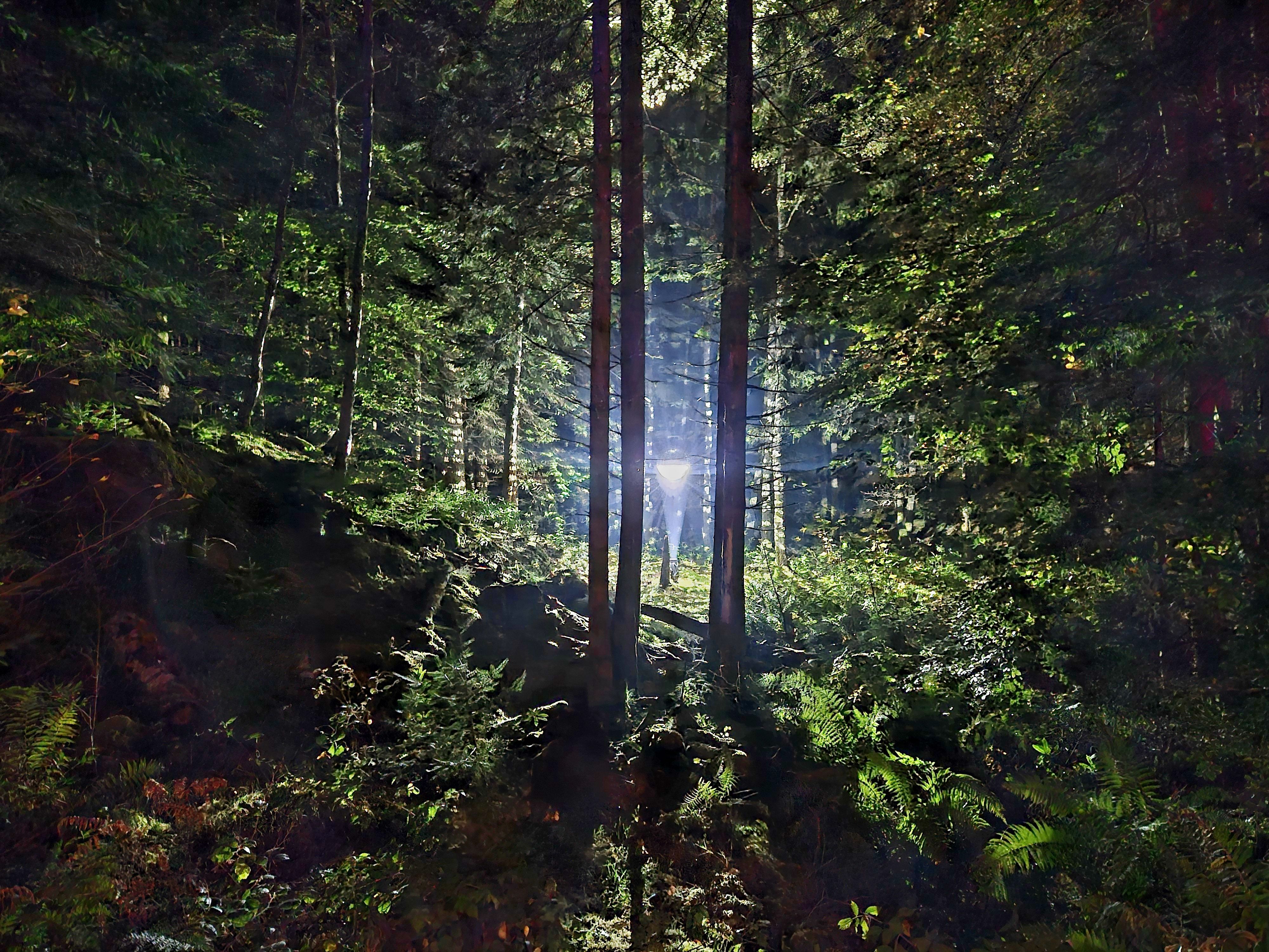 a dark forest with a bright light in the centre
