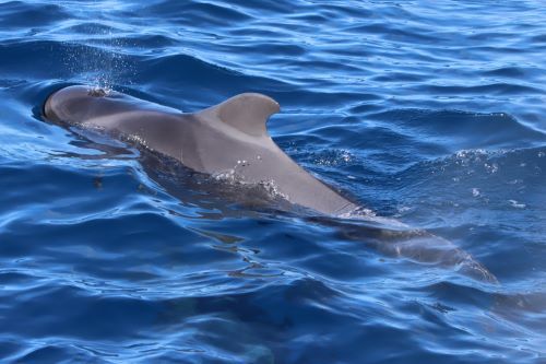 the fine of a small whale in blue water 