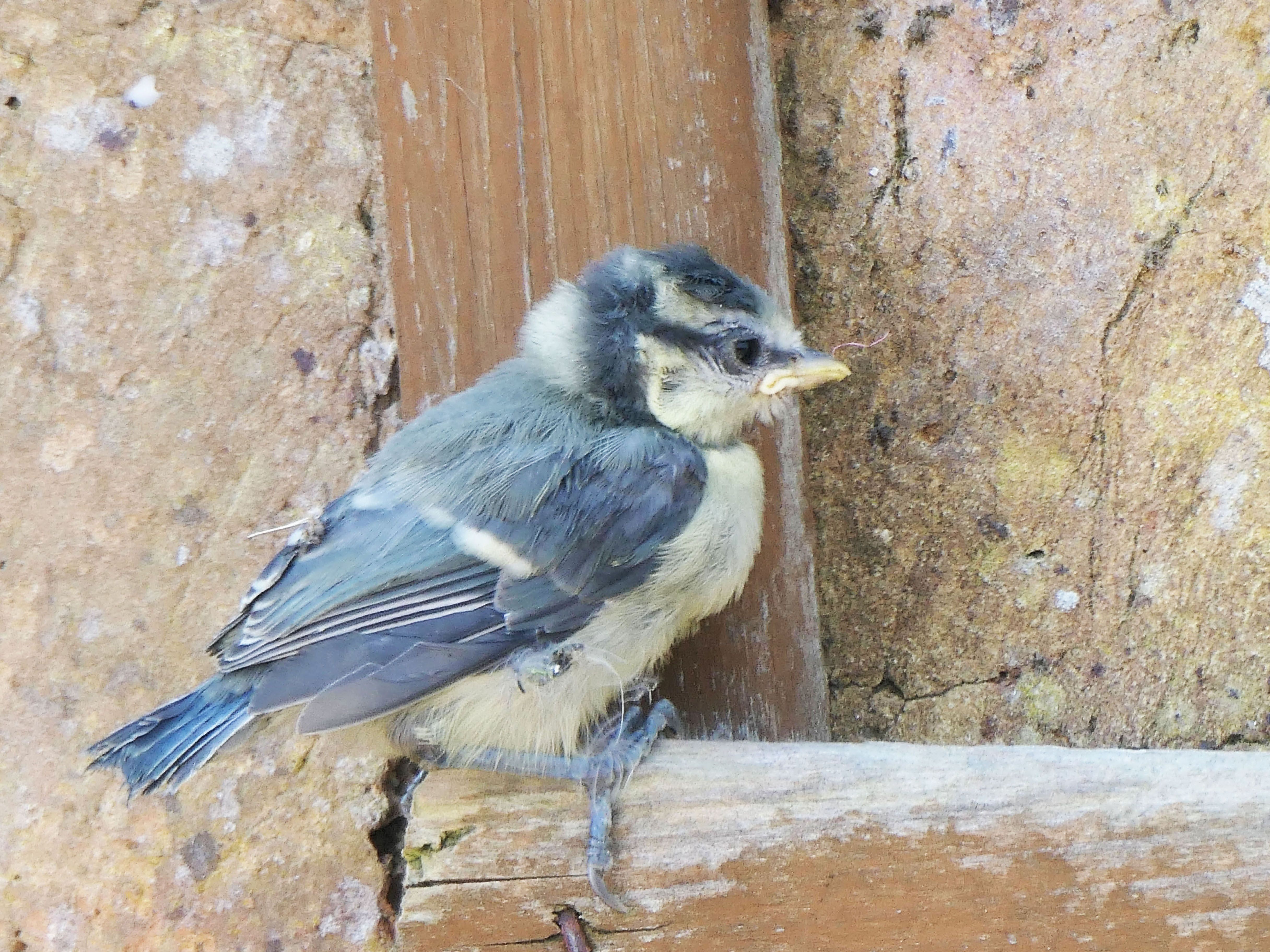a small blue and yellow bird 