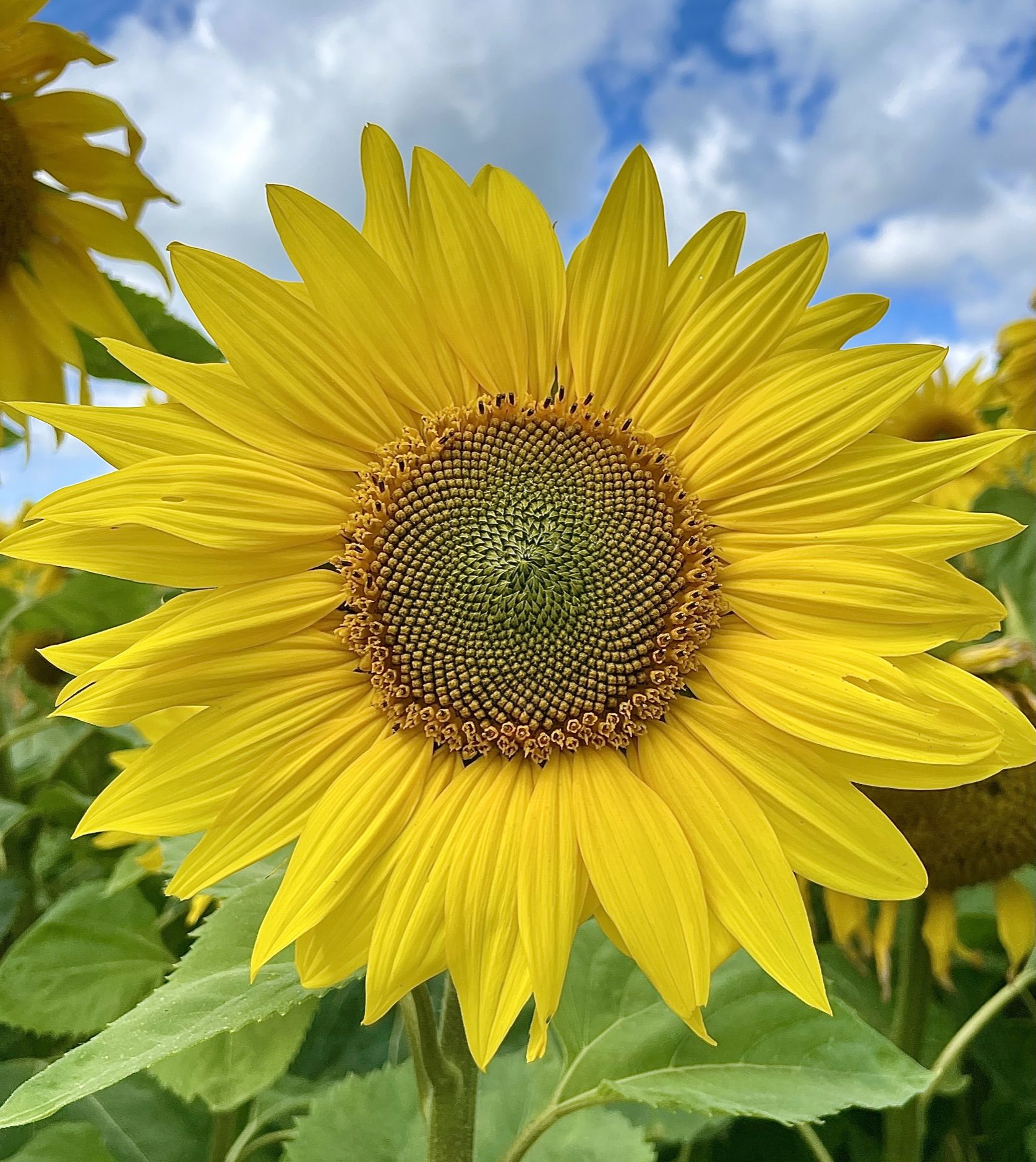 a full huge yellow sunflower head, with green leaves around it and a blue cloudy sky