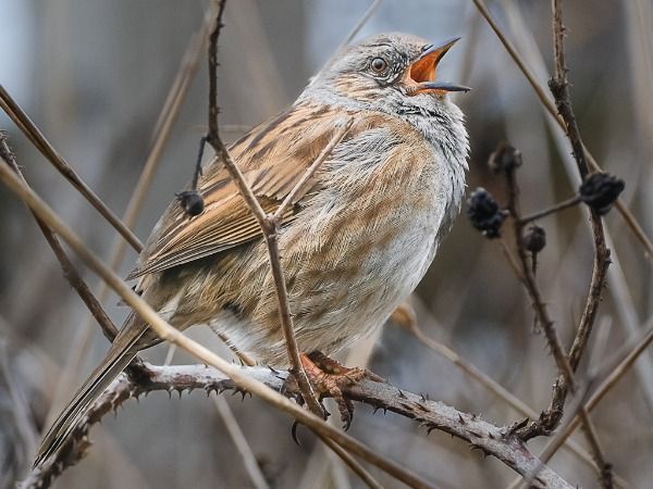 A small brown bird on brambles, it's beak open in song.