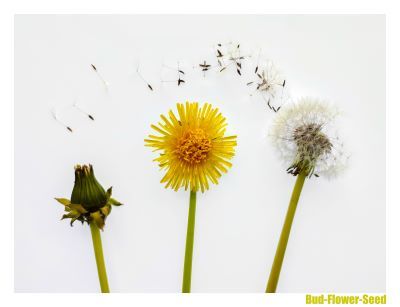 dandelion in its 3 stages laid out on paper