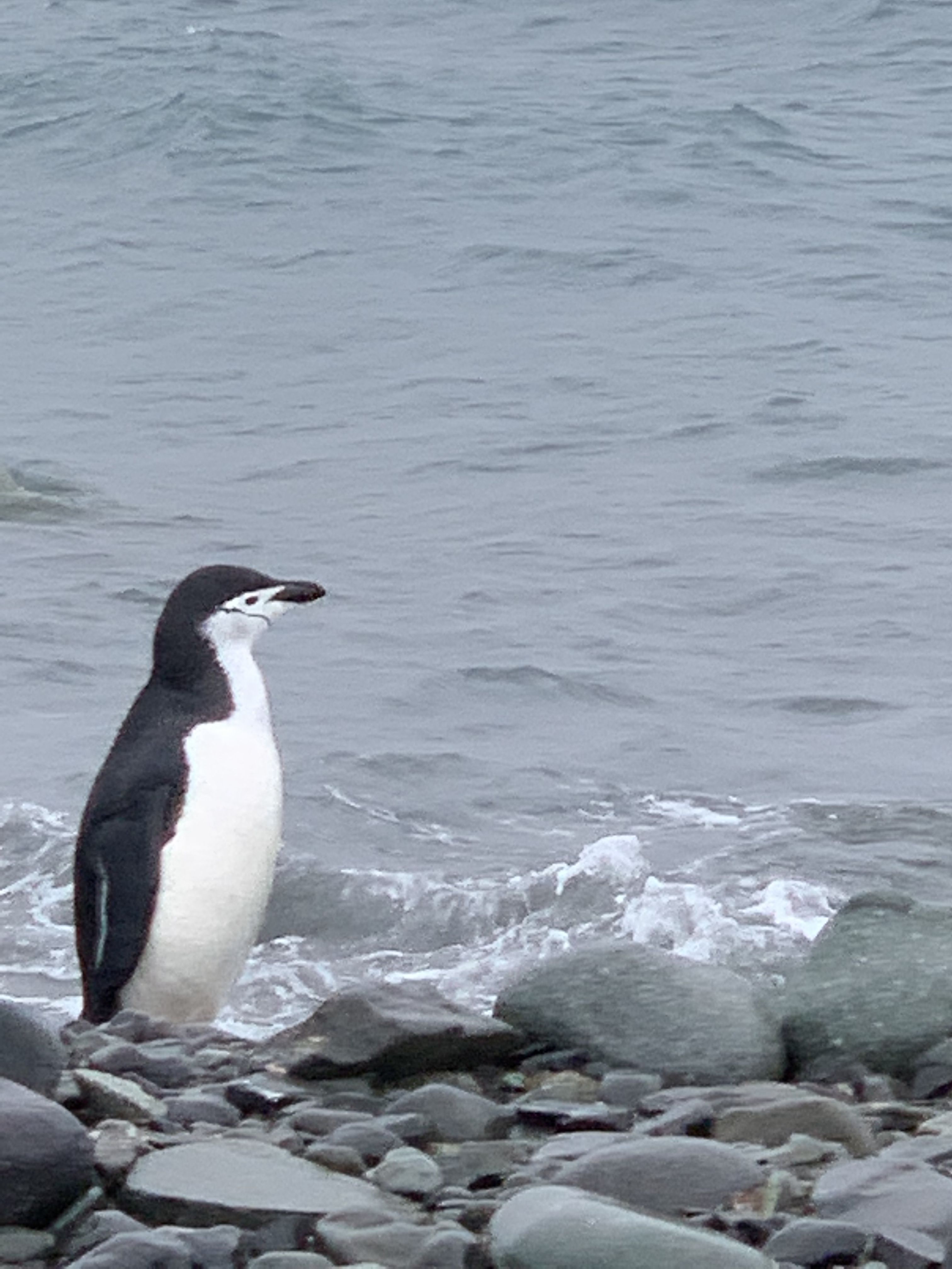on the left a penguin. white breaks and back black. looking across the sea