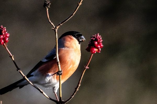 A small yellow breasted bird on a small branch with red berries