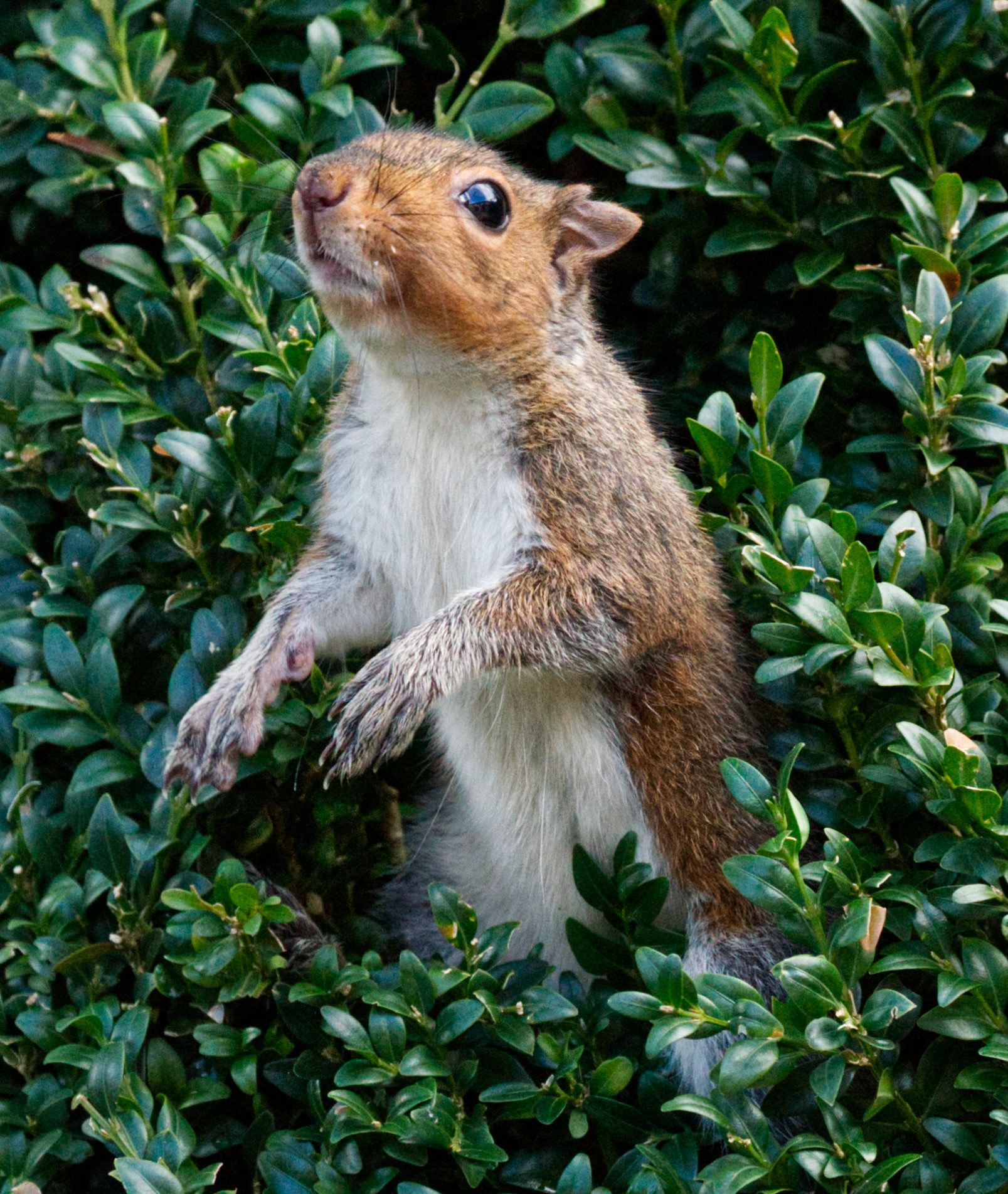 a squirrel on its back legs, looking upwards. foliage surrounds it