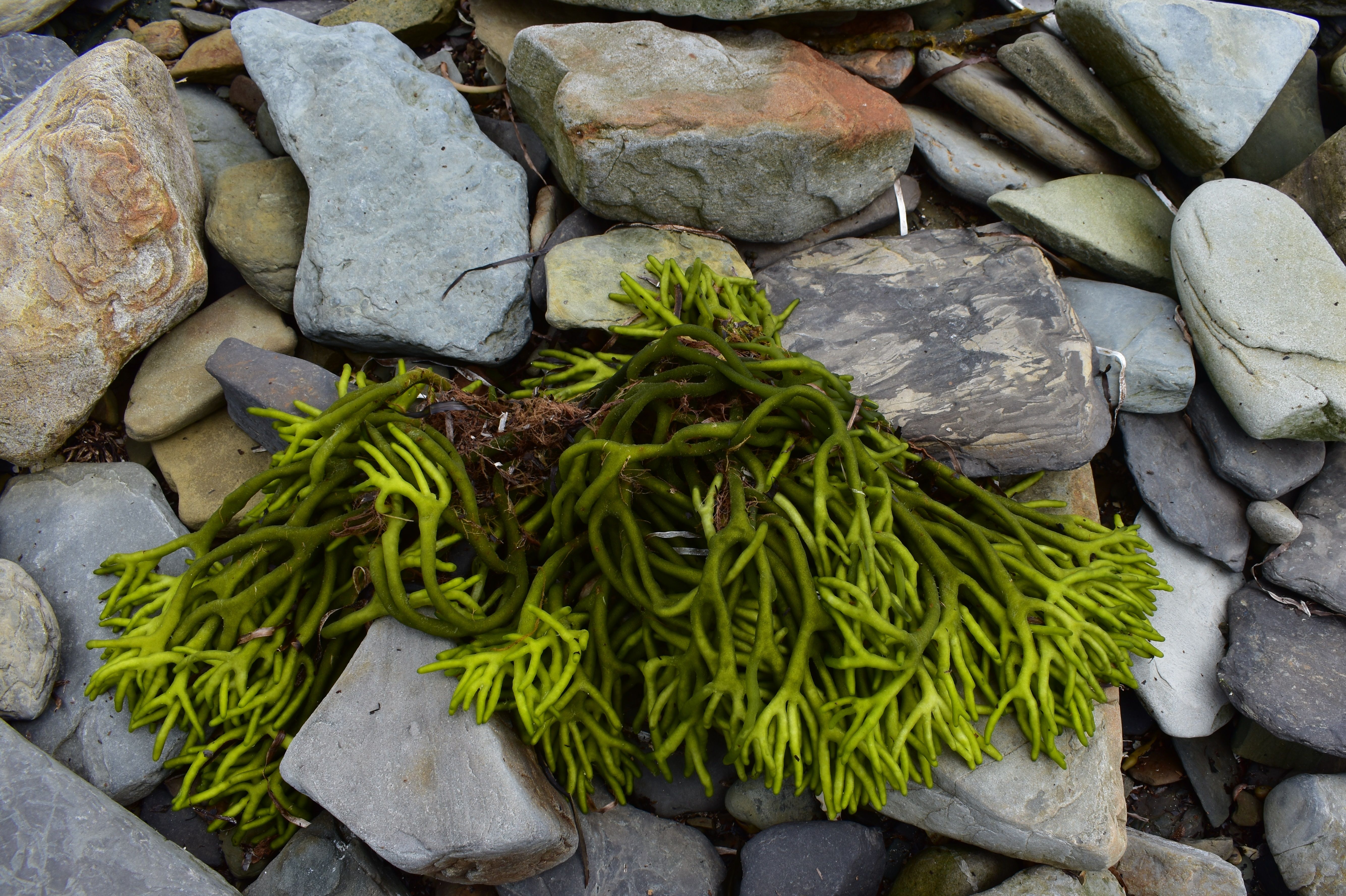 Vibrant green seaweed on grey rocks 