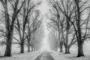 big trees on either side of a path. the trees have no leaves and there is snow on the ground 