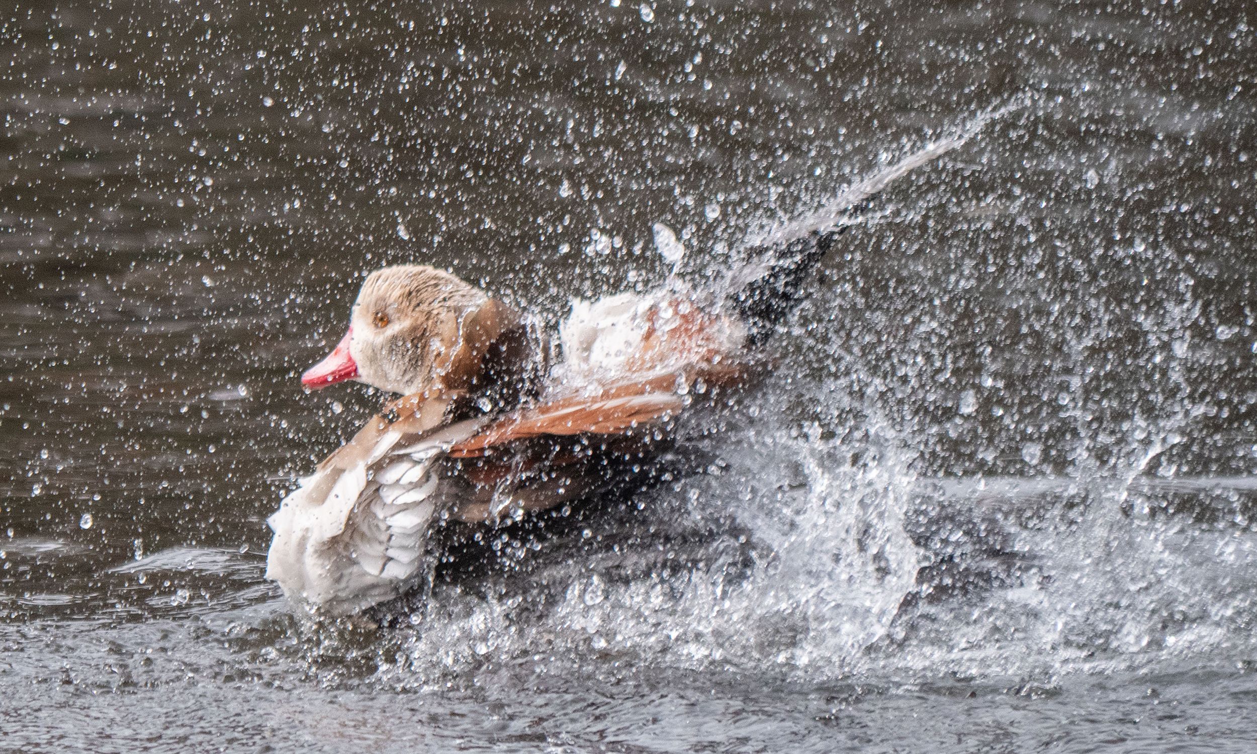 a bird in water. splashing water around it, orange small beak, brown wings. 