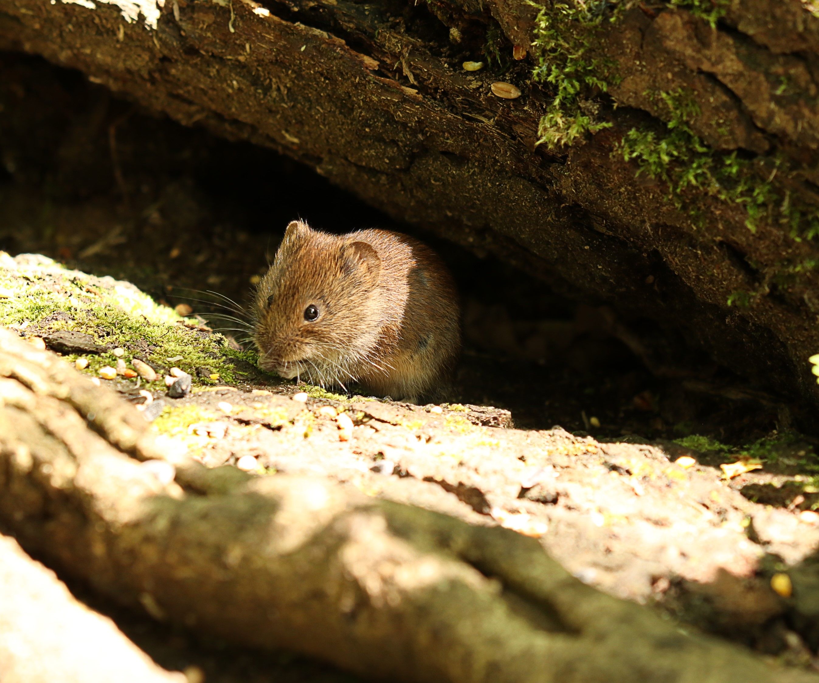 small brown furry creature with small ears and black eyes on a rock in the sunshine 