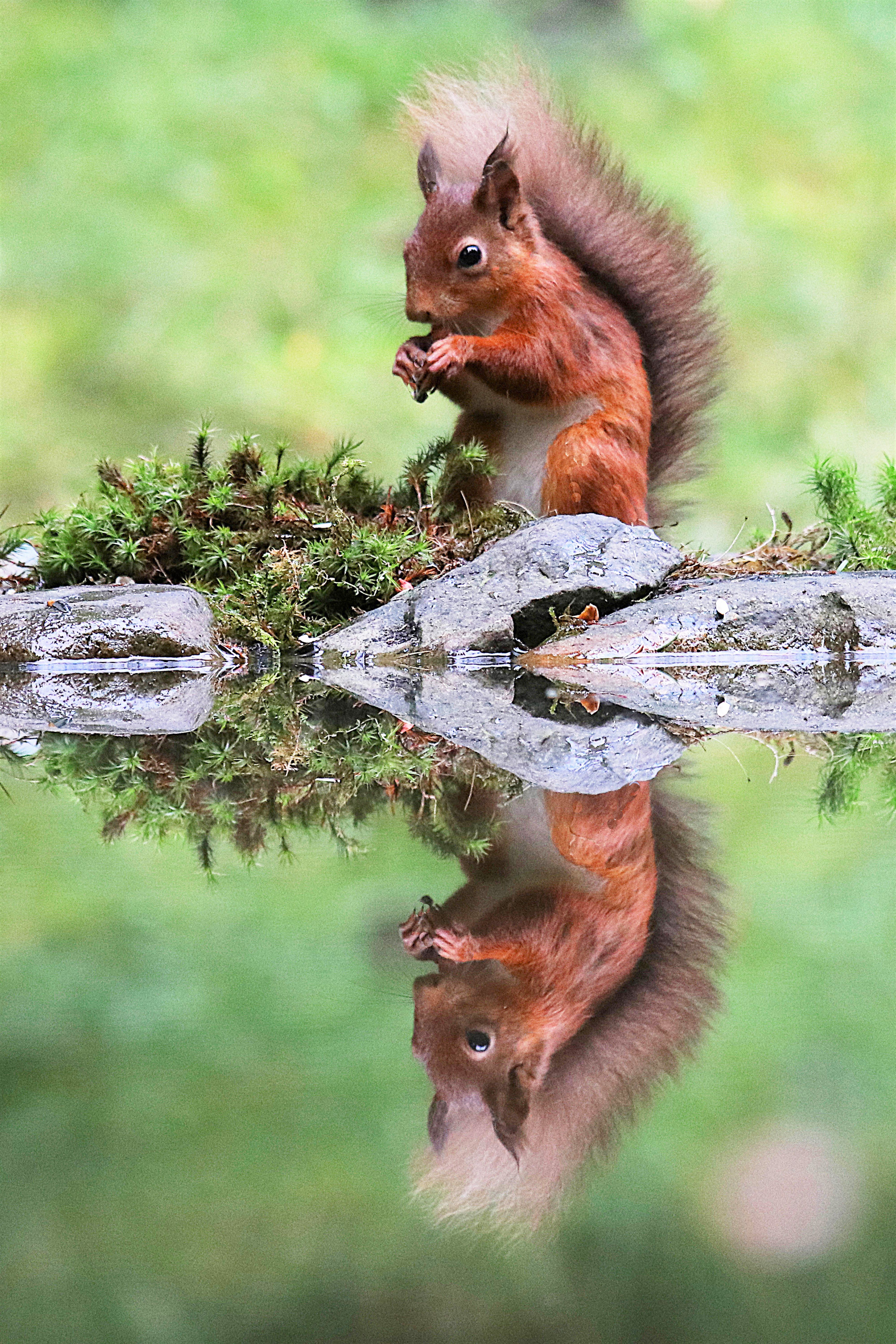 a lovely red squirrel eating something, with its reflection in the water 