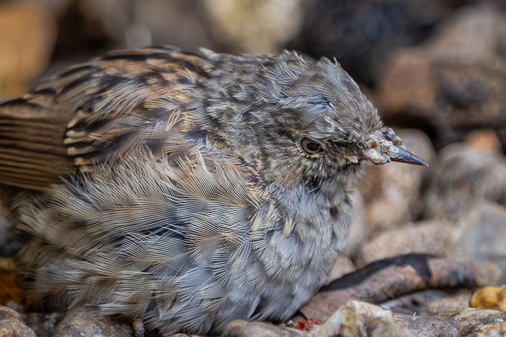 brown bird sitting on the floor