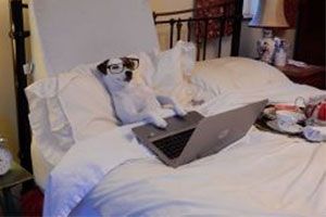 Pets of the Furred Age Update