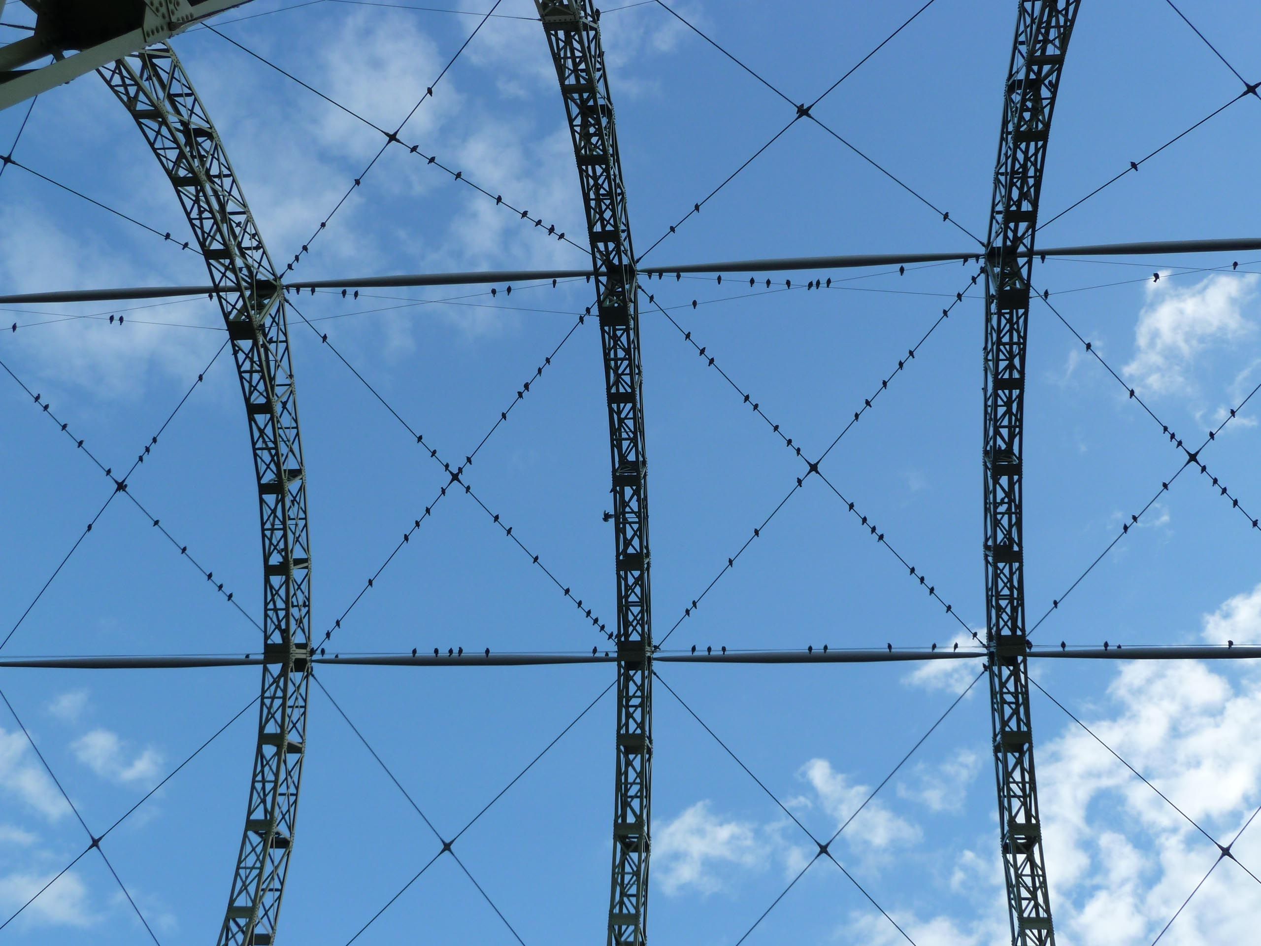 looking up at the sky, wire frame with tiny birds on it
