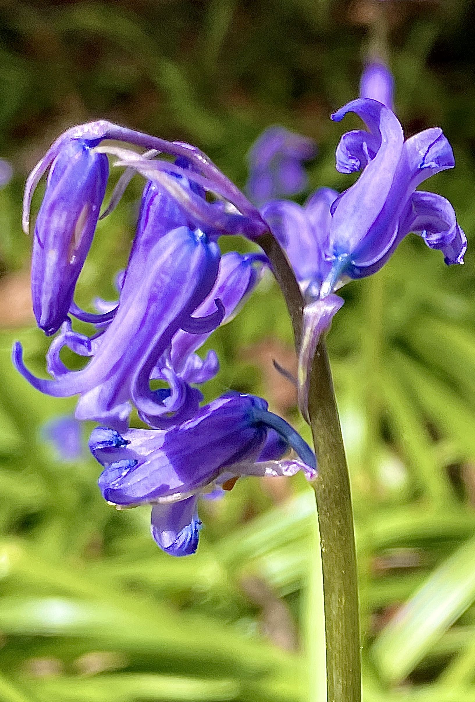 a zoom in of bluebells. They look purple! 