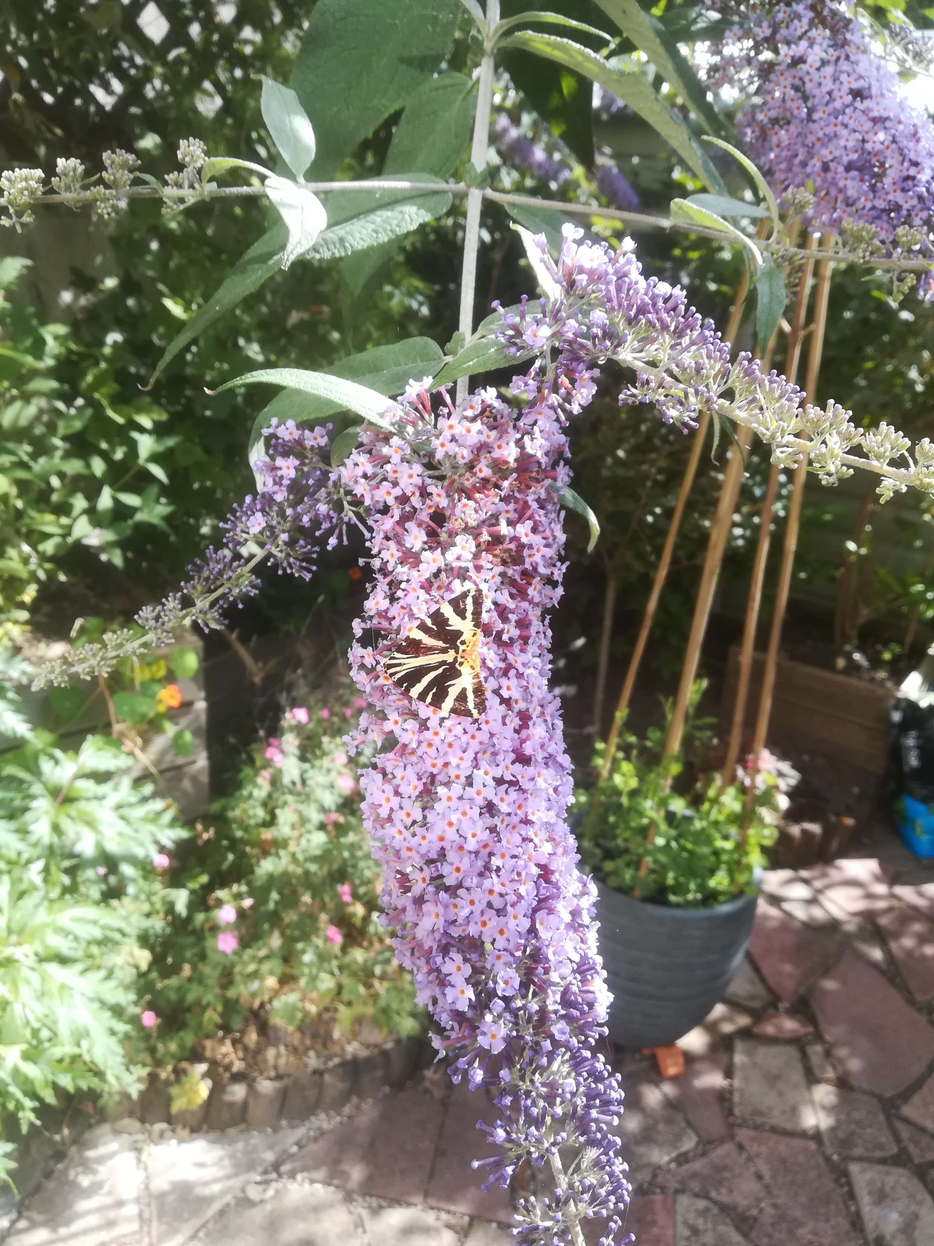a purple flower hanging down 